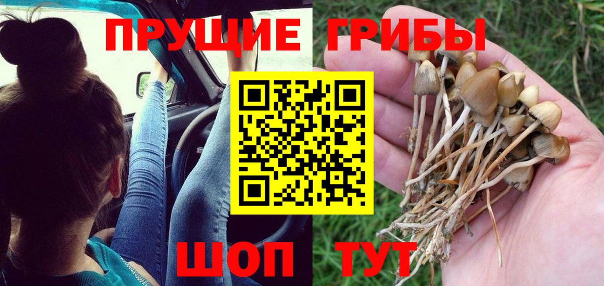 Псилоцибиновые грибы Cubensis Камышин